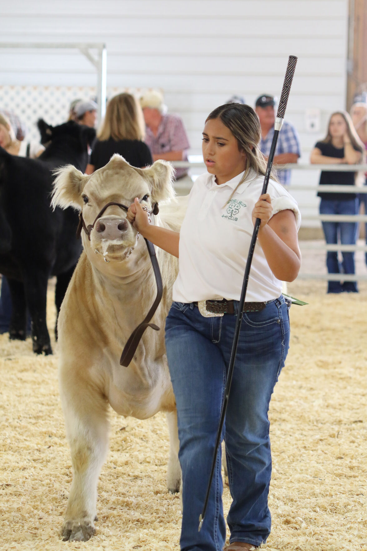 PHOTOS: Market Beef Show 2020